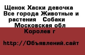 Щенок Хаски девочка - Все города Животные и растения » Собаки   . Московская обл.,Королев г.
